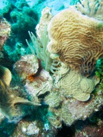 Reef IMG 7052